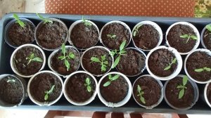 14.03.26Томаты,которые буду сажать в теплицу(посев от 27.02.26)