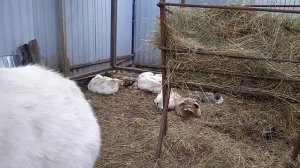 ну вот такие у нас дела на фермер