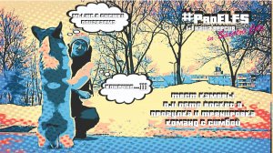 Тест камеры DJI osmo pocket 3. Прогулка и тренировка команд с Симбой