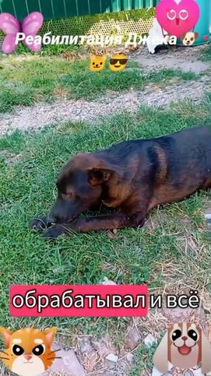 Реабилитация Джека-2🐶🐱🙂