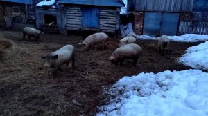 Бычок и свиньи на улице