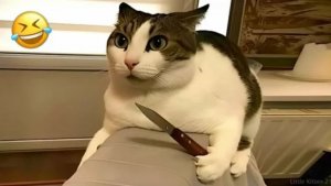 СМЕШНЫЕ КОТЫ 2026 ЛУЧШИЕ ПРИКОЛЫ С КОТАМИ, КОШКИ, ЖИВОТНЫЕ, СМЕШНОЕ ВИДЕО