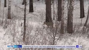 Сезон охоты: кузбассовцам рассказали, когда можно расчехлять ружьё