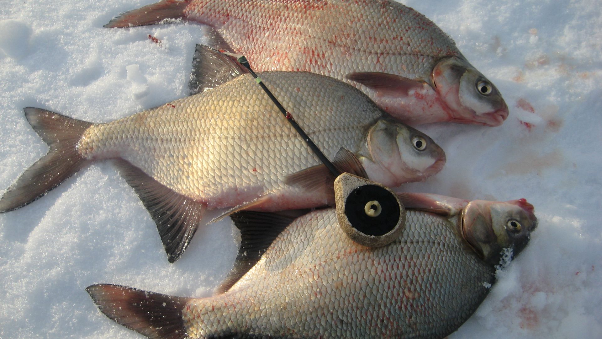 КАК НАЙТИ ЛЕЩА В КОРЯЖНИКЕ, ПРИ ЛОВЛЕ НА МРМЫШКУ НА РЕКЕ.