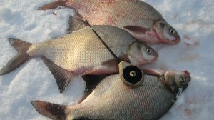 КАК НАЙТИ ЛЕЩА В КОРЯЖНИКЕ, ПРИ ЛОВЛЕ НА МРМЫШКУ НА РЕКЕ.