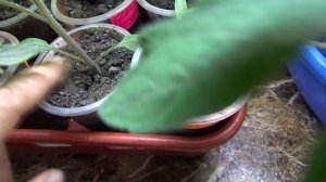 ПОСЕВЫ 2026-85. Полив рассады томатов в поддоне. Очень умеренный!