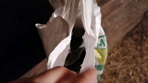 Вес индоутят в 50 дней! Черныш весит 2 кг?