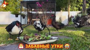 Забавные утки мускусные и пекинские на свободном выгуле со своими друзьями ч.(375) ❣️🤗😂