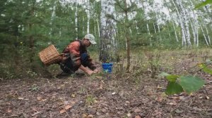 СБОР БЕЛЫХ ГРИБОВ