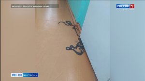 Костромские спасатели избавили школу от нашествия змей