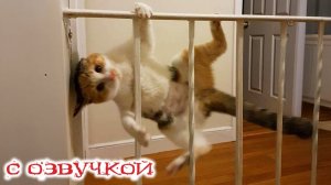 ПРИКОЛЫ С КОТАМИ! - С ОЗВУЧКОЙ! Самые смешные животные! СМЕШНЫЕ КОТЫ!