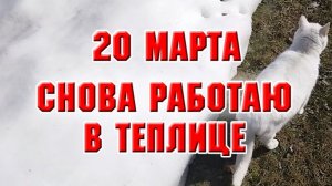 20 марта. Обработала и подкормила в теплице клубнику и хризантему