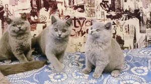 Британские котята голубой окрас.