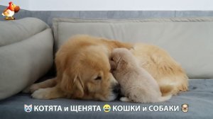 Котята и щенята 🐈🐶 Кошки и собаки 🤗 Про животных (1)