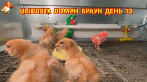 Цыплята Ломан Браун с нуля День 12 - как изменились за сутки 😄🐥