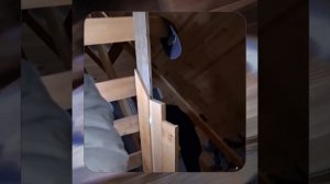 1000052812.mp4 (Собака наблюдает за устройством лестницы на 2-ой этаж в доме А-фрейм)