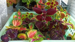 Советы хорошей и крепкой рассады 🤗🌱🌺🌾