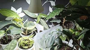 Комнатные Растения В Марте