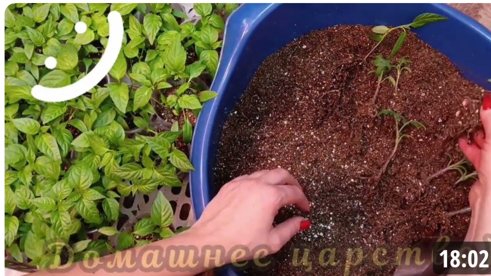 Пикировка томатов, гномы и перцы!