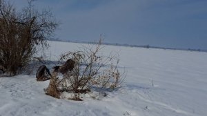 Готовимся к охоте на гуся.