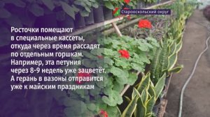 Петуния, бархатцы, агератум, герань. Теплицы «Зеленстроя» готовятся к украшению Старого Оскола
