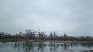 Прогулка, цветы, лебеди!