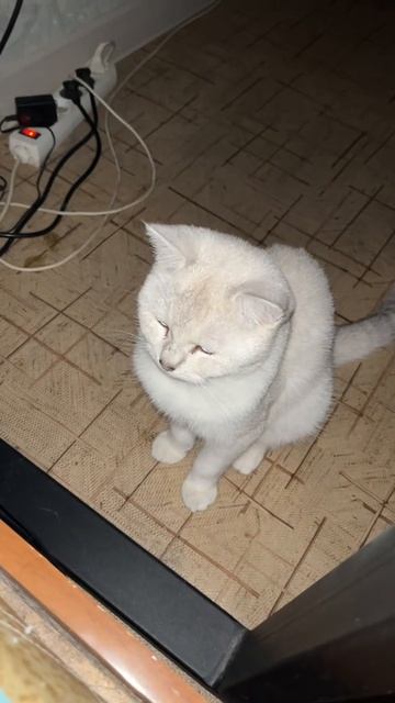 смешное видео с котом