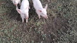 Поросята грызут ноги / Свинки, кабанчик и поросята на воле / РУЧНОЙ КАБАНЧИК / Скоро опорос у свинки