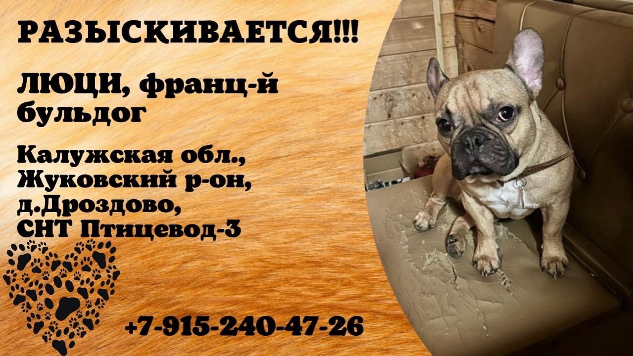 Пропала собака! ЛЮЦИ, французский бульдог. Калужская обл., д.Дроздово.