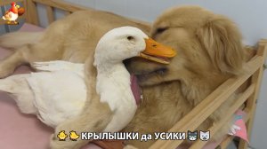 Утята и Цыплята - Кошки и котята, Собаки и щенята 331 Хвостики да Усики ❣️