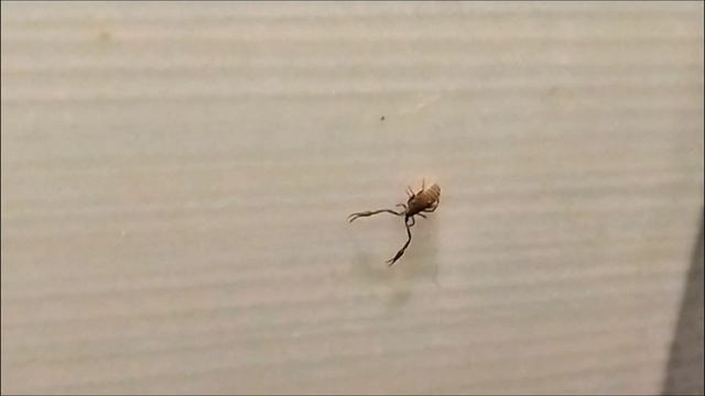 Странное, непонятное насекомое заползло в квартиру