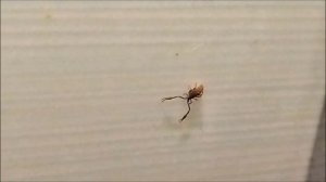 Странное, непонятное насекомое заползло в квартиру