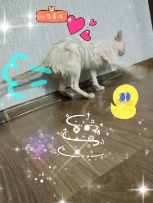 играем супер медвежи приключения присоединяйтесь