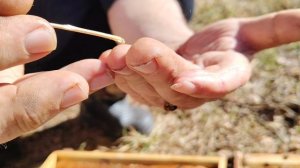 Оживляем пчелиную матку.