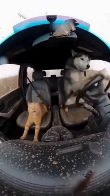 проказники