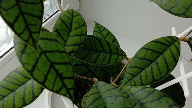 Мои хои, как себя чувствуют. Февраль 2026 год.🌱🌱🌱