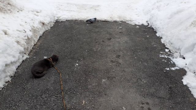 Атака на голубя была безуспешной. смотреть онлайн