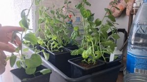 делаю обрезку петунии19.03.26