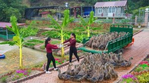 Продаю уток после 3-месячного выращивания на ферме сестры Се. Покупаю новых утят. Серия 58.Ли Фук Ви