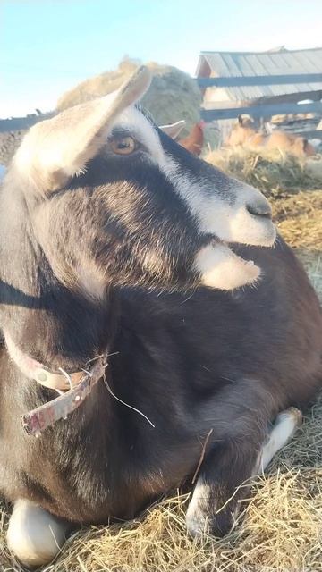 День в дереве