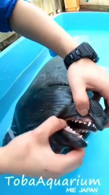 тюленю проверяют зубки