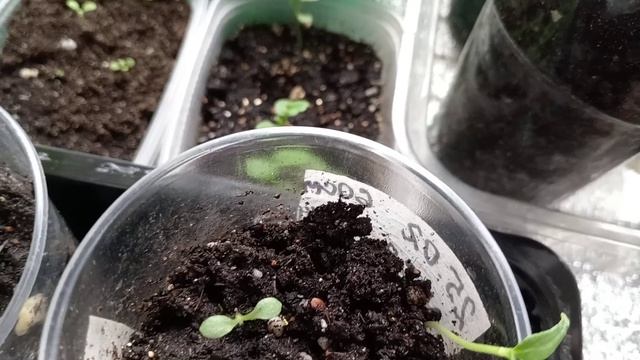 СЕЮ ВСЯКИЕ ЦВЕТОЧКИ.