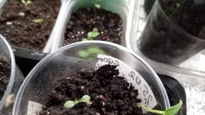 СЕЮ ВСЯКИЕ ЦВЕТОЧКИ.