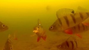 Клёвое озеро. Опускаемся под лёд.