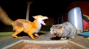 Вот на что способен кот в ярости против диких животных.