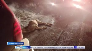 Задержание браконьера, смертельное ДТП и поножовщина: сводка происшествий по Кузбассу