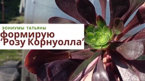 234. ФОрмирую эониум 'Роза Корнуолла'