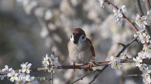 Полевой воробей