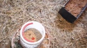 МУСКУСНЫЕ УТЯТА (80 ШТУК) / Пошёл снег, а индоутята гуляют на улице /Канибализм у утят, как решить?