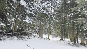 Горная тропа и шум реки (Мухинское ущелье, КЧР)